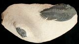 Metacanthina & Pseudocryphaeus Trilobite Association #10844-1